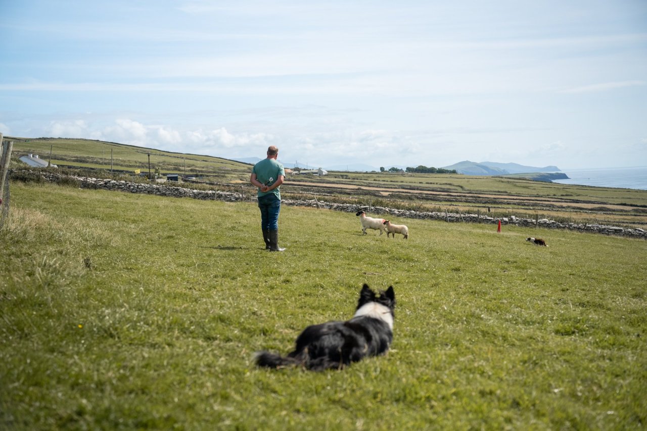 sheepdog with farmer